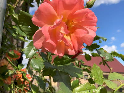 Bild 32 aus  Braunsberger Höfe