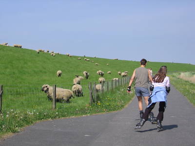 Auf der Teerstraße am Deich lässt es sich prima radeln und mehr