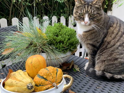 Bild 20 aus  Nübbelhof
