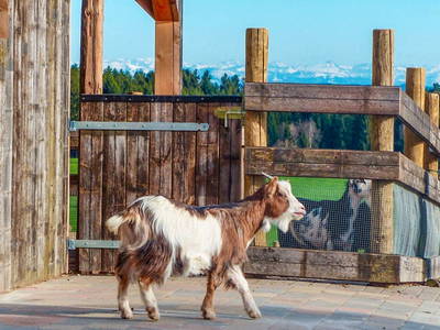 Bild 4 aus  Drehers Erlebnishof