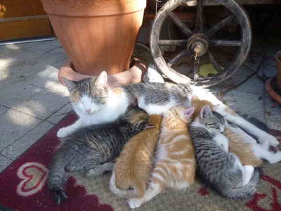 Bild 13 aus  Zacherlhof