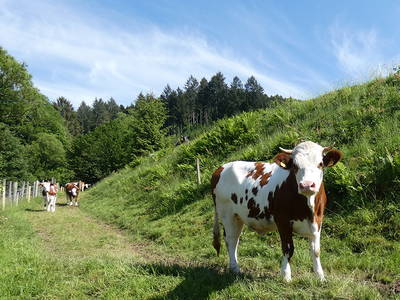 Bild 14 aus  Pension Muserhof