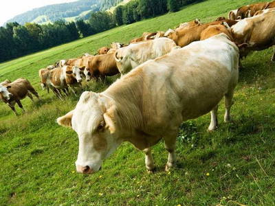 Bild 7 aus  Kinderparadies Höcker - Bio-Bauernhof