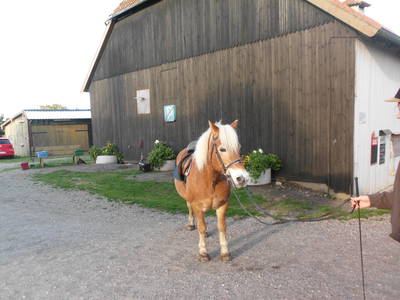 Bild 14 aus  Hof Schlossblick  " der etwas andere Bauernhof "