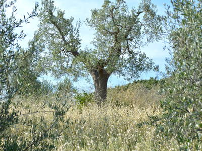 Bild 23 aus  Casa Nova