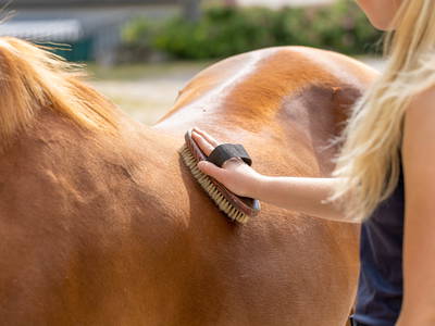 Bild 9 aus  Ferienhof Schmeling