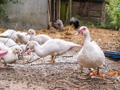 Bild 12 aus  Ferienhof Schnoor