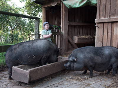 Landwirtschaft - Rosalie und Trüffel warten auf ihr Mahl