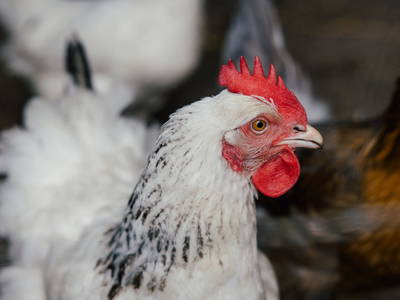 Bild 39 aus  Hof Osterholz