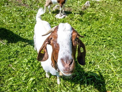 Bild 28 aus  Wildschütz