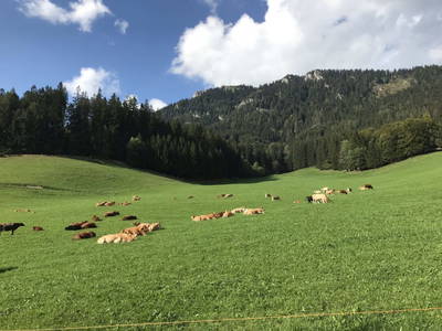 Bild 257 aus  Michlbauer