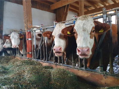 Bild 58 aus  Traumferienhaus XXL Ortner