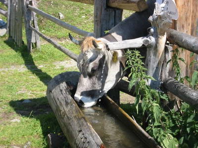 Bild 48 aus  Ferienhof Hafele