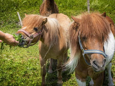 Bild 5 aus  Hinterhub