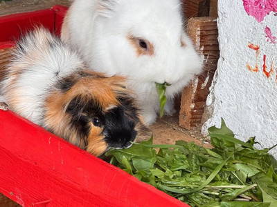 Bild 93 aus  Ferienwohnung Wallner