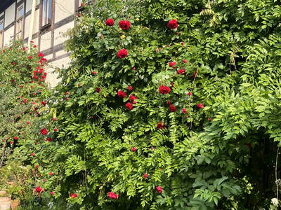 Bild 17 aus  Luminohof