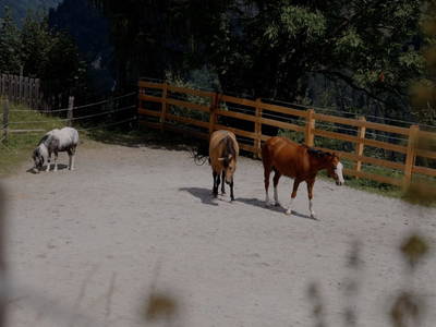 Bild 64 aus  Bauerndörfl Rindereben