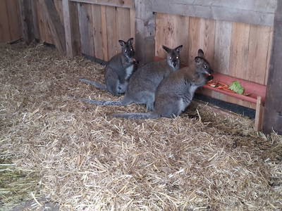 Bild 10 aus  Zillerlehen