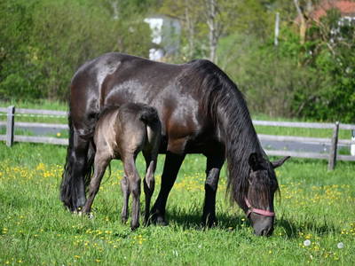 Bild 4 aus  Ferienwohnung Feistritzer Holdernig