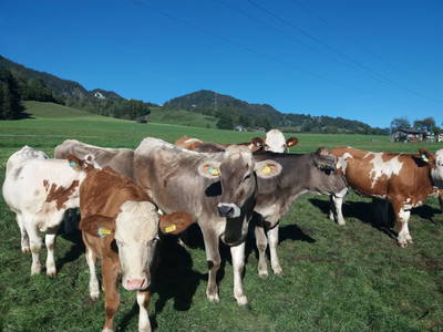 Bild 34 aus  Kainreiterhof