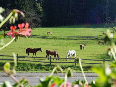 Bild 23 aus  Petritsch-Hof