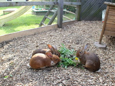 Bild 23 aus  Sonnhof