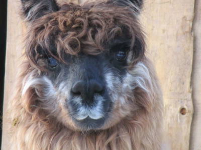 Bild 25 aus  Daarhof