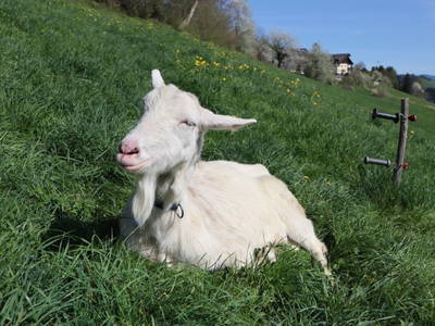 Bild 62 aus  Ferienhof Schneiderweg