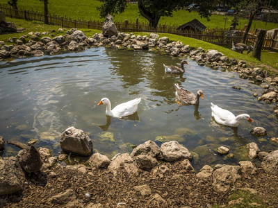 Bild 28 aus  Proneben Gut - Erlebnisbauernhof u. Kuschelhütten