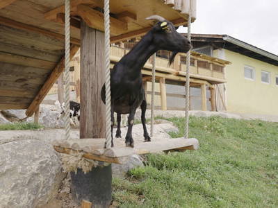 Bild 102 aus  Forstbauer