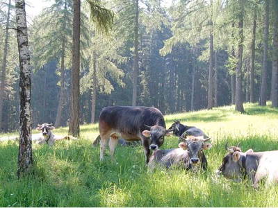 Bild 16 aus  Lippmöshof Apartments