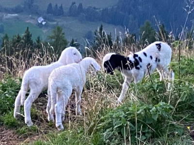 Bild 67 aus  Wallneralm