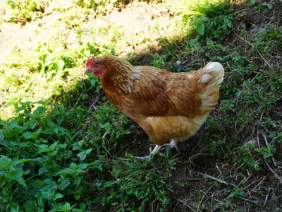 Bild 35 aus  Pfannreithof