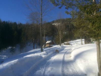 Bild 42 aus  Holzknechthütte