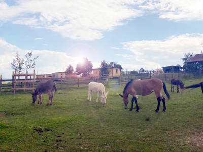 Bild 158 aus  Esperanzahof