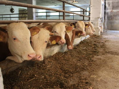 Bild 25 aus  Am Arkadenhof