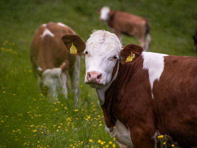 Bild 61 aus  Hofquartier Retzmoar