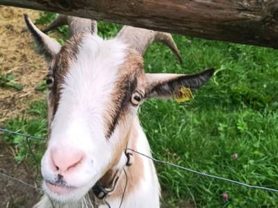 Bild 49 aus  Langhanshütte