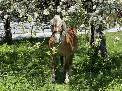 Bild 178 aus  Ferienhof Kirchbichl