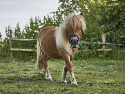 Bild 18 aus  Ferienhof Schmeling