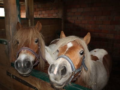 Bild 20 aus  Ferienhof Mittermair