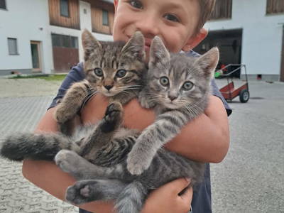 Bild 80 aus  Prentnergut