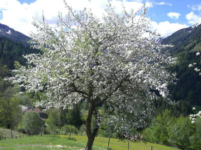 Bild 77 aus  Badlechnerhof