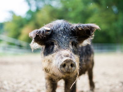 Bild 3 aus  Weingut Krispel