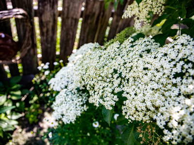 Bild 77 aus  Oberhaslachhof