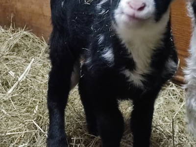 Bild 5 aus  Steinwandhof