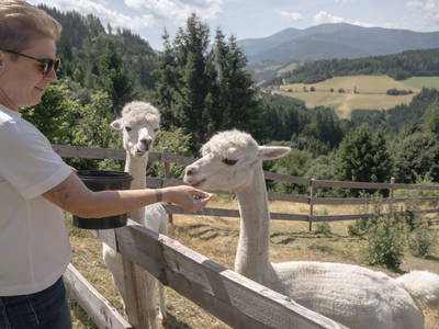 Bild 6 aus  Nussbolterhube