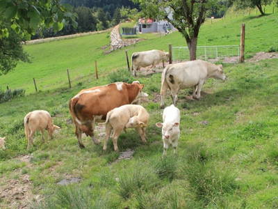 Bild 39 aus  Panorama Hof Fa. Sereinig