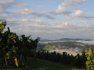 Bild 16 aus  Winzerhof & Buschenschank BOCKMOAR