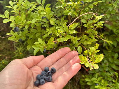 Bild 21 aus  Wallneralm